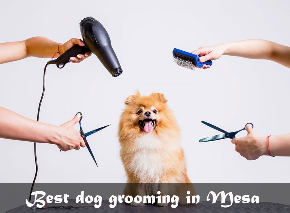 Best dog grooming in Mesa