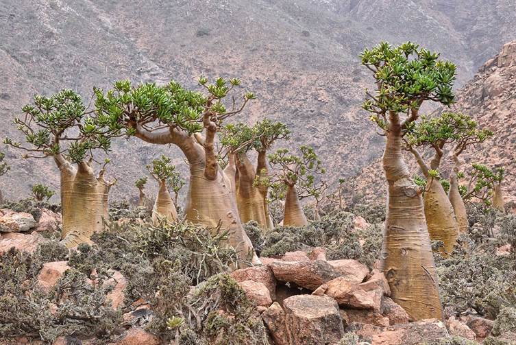 Bottle Trees, Socotra Island place